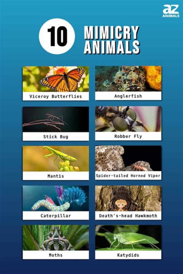 A Loss To The Mimicry Community