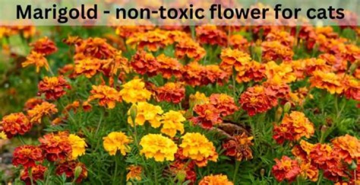 Are marigolds safe for pets?