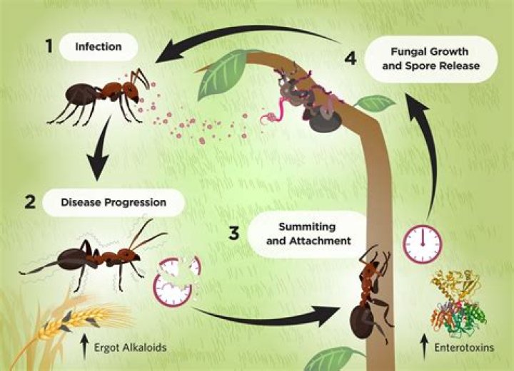 Can ants fart? - Blogsia