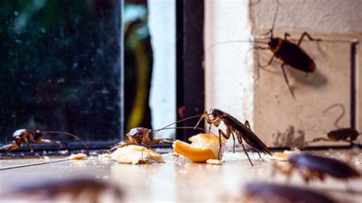 Can cockroaches scream? - BlogInfo