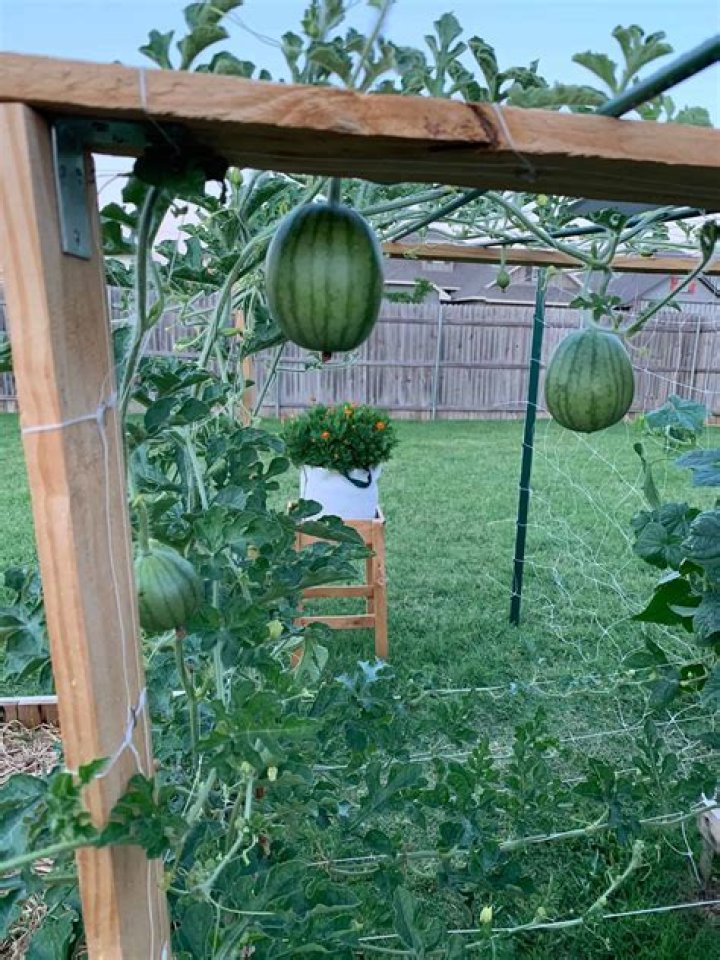 Can watermelon grow hanging? | SyncBlog