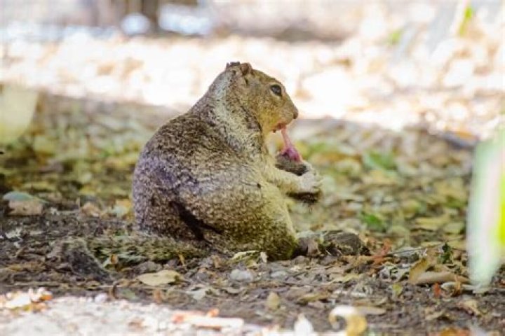 Do squirrels have multiple homes?