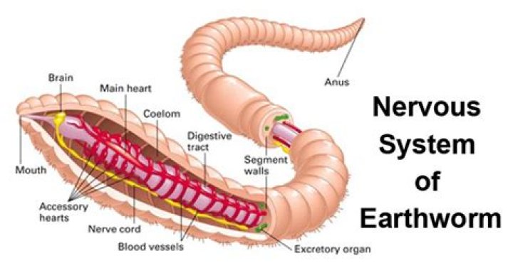 Does a worm have a brain?