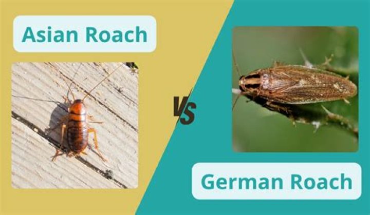 Uncovering Her Asian And German Roots