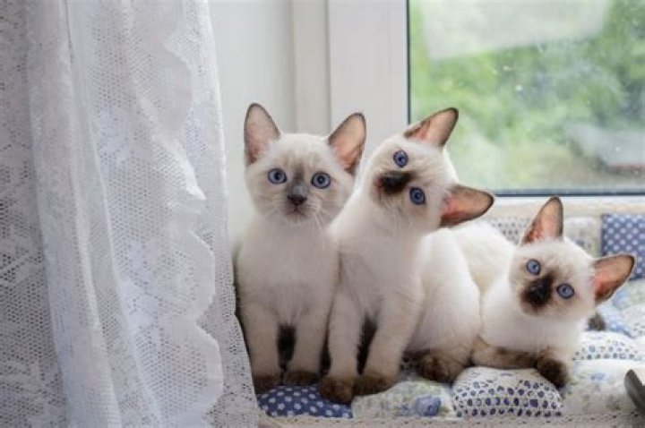 Unveiling The Enchanting World Of Dante Amadeo Meloni