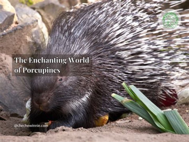 Unveiling The Enchanting World Of Emilie Jarre: Discoveries And Insights