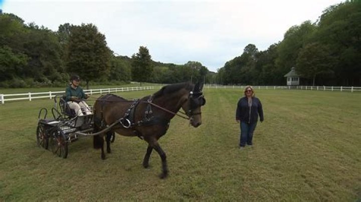 Unveiling The Origins And Expertise Of Michael Hanley, The Renowned Horse Trainer