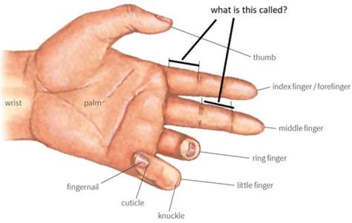 What is the middle of your finger called?