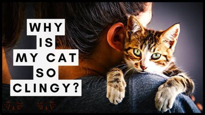 Why is my cat clingy?